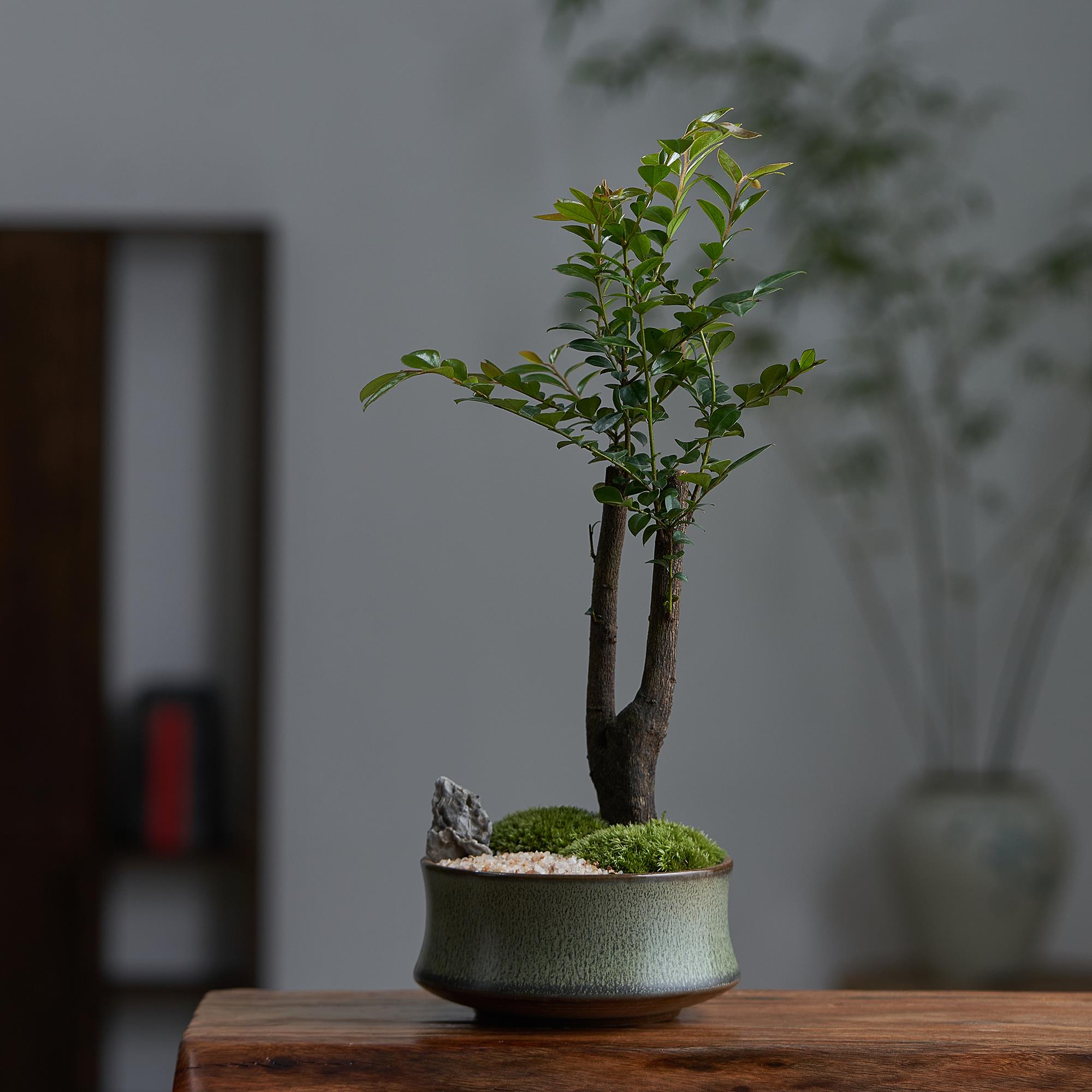 小叶紫檀盆栽植物室内黑骨茶盆景办公室桌面四季常青绿植老桩树苗