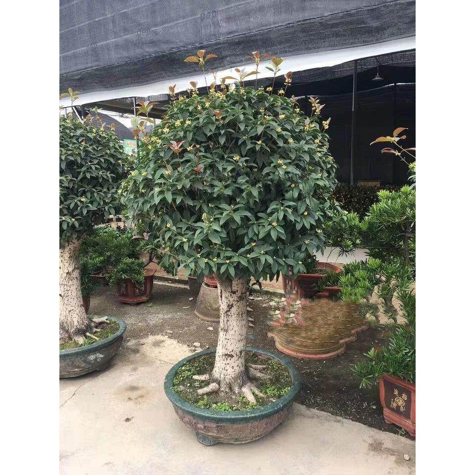 大桂花树桩苗大树5-20公分八月插迁占地老桩赔偿四季桂金丹桂盆景