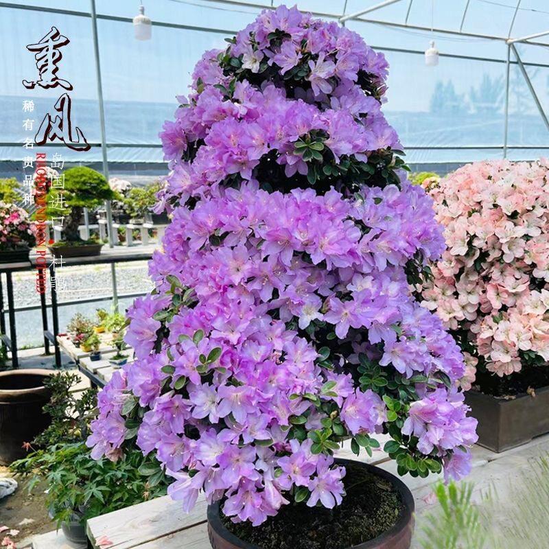 皋月杜鹃花鹃之舞盆景