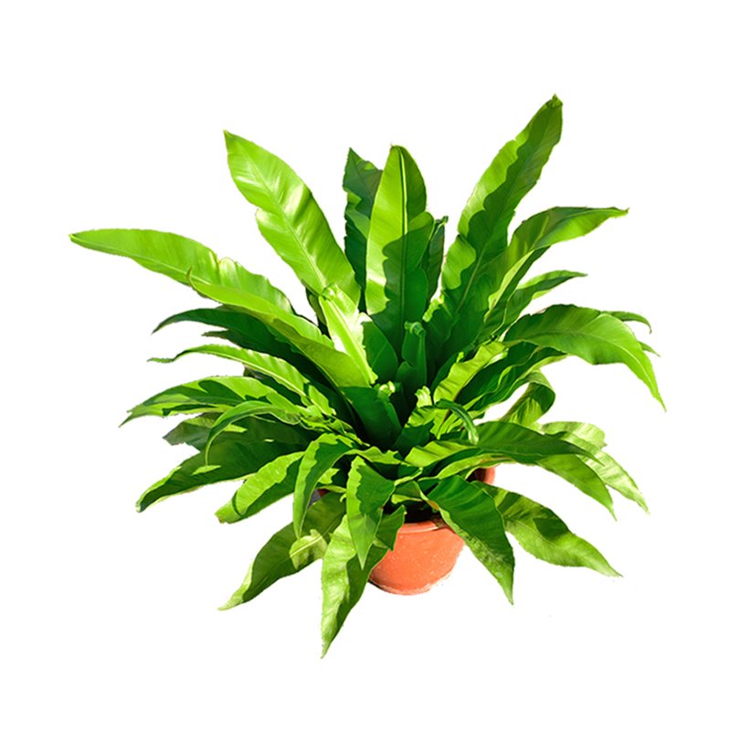 鸟巢蕨铁线蕨耐阴雨林缸造景附生桌面植物墙盆栽净化空气绿植好养