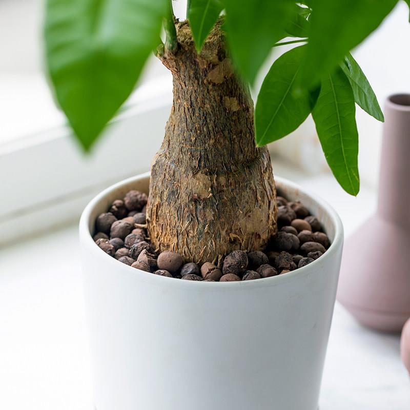 发财树盆栽植物室内绿植净化空气办公客厅大棵盆景四季常青招财树