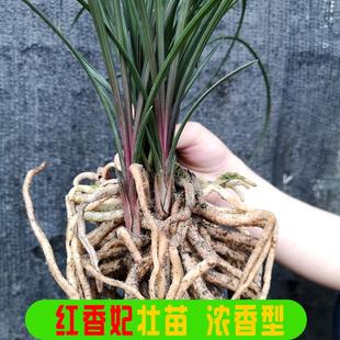 红香妃蕙兰兰花兰草苗壮苗浓香型细叶盆栽绿植四川办公室室内花卉