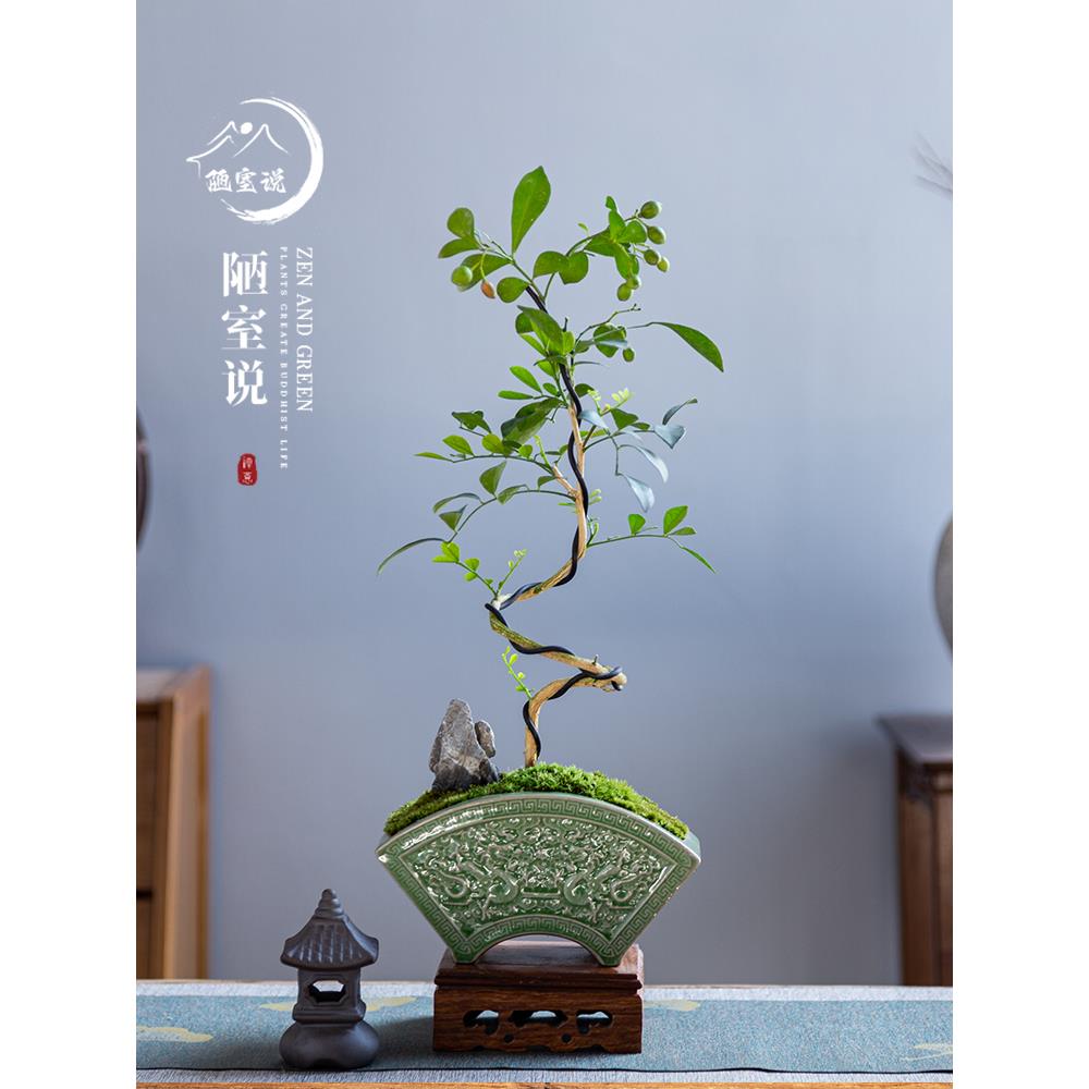 陋室说 |九里香悬崖老桩盆景室内盆栽景观桌面摆件植物绿植茶几花