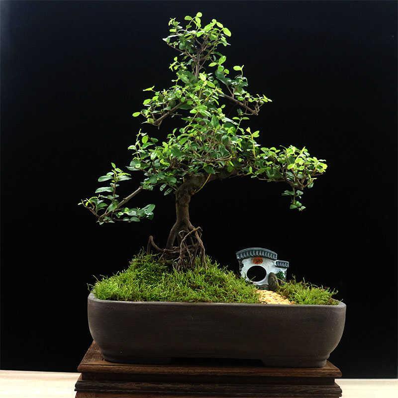 小叶雀梅盆景老桩造型植物庭院室内客厅办公室桌面绿植茶桌盆栽