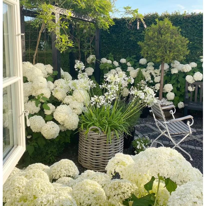 无敌贝拉安娜绣球户外耐寒耐晒大花木本绣球花苗盆栽地栽开花不断