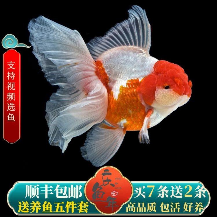 .包活好养淡水冷水观赏鱼百褶泰狮金鱼精品活鱼进口f1泰师百褶裙