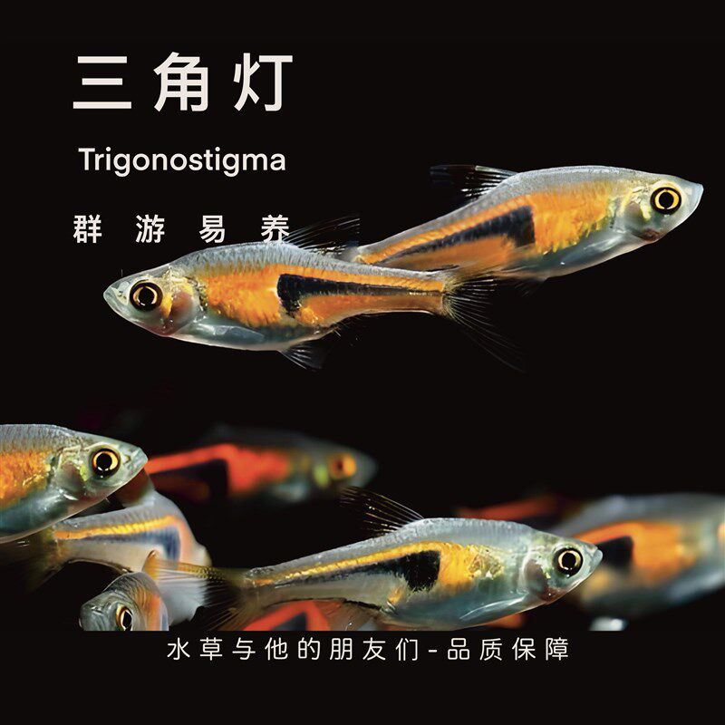 热销三角灯鱼群游灯鱼紫三角灯金三角正三角苏门答腊灯科群游热带