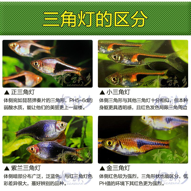 热销金三角灯鱼小型观赏鱼大小三角紫蓝三角灯水草缸群游灯科鱼热