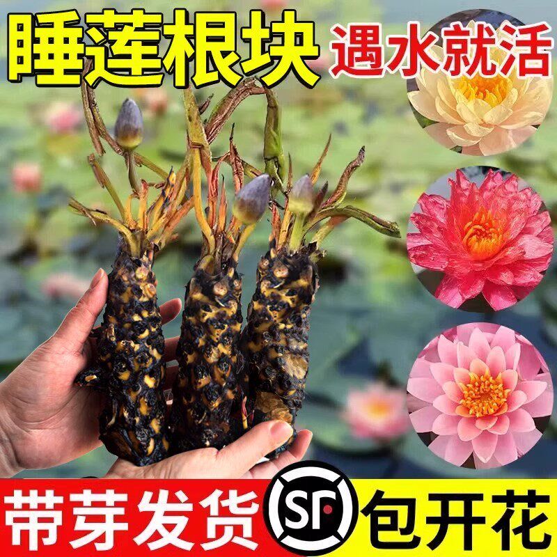 热销睡莲水培植物大碗莲根块带花苞水养莲花四季开花庭院鱼缸池塘