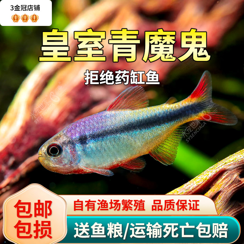 热销皇室青魔鬼灯鱼红绿灯宝莲灯皇室青魔鬼蓝国王甜心柠檬热带观