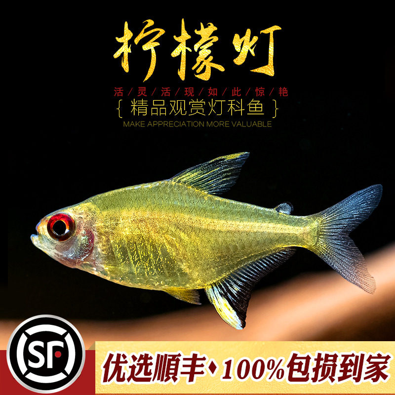 热销柠檬灯鱼小型群游鱼水草缸南美灯鱼大勾红鼻剪刀鱼热带观赏活