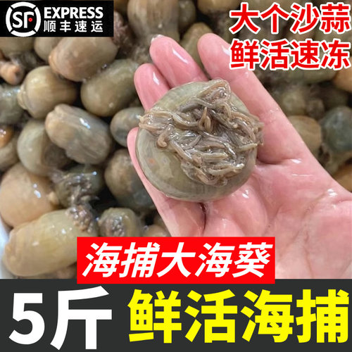海葵沙蒜海菊花食材商用新鲜