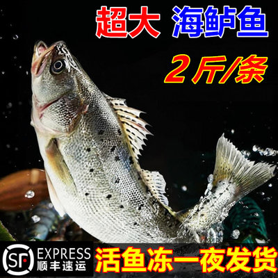 海鲈鱼新鲜冰鲜冷冻海鲜水产