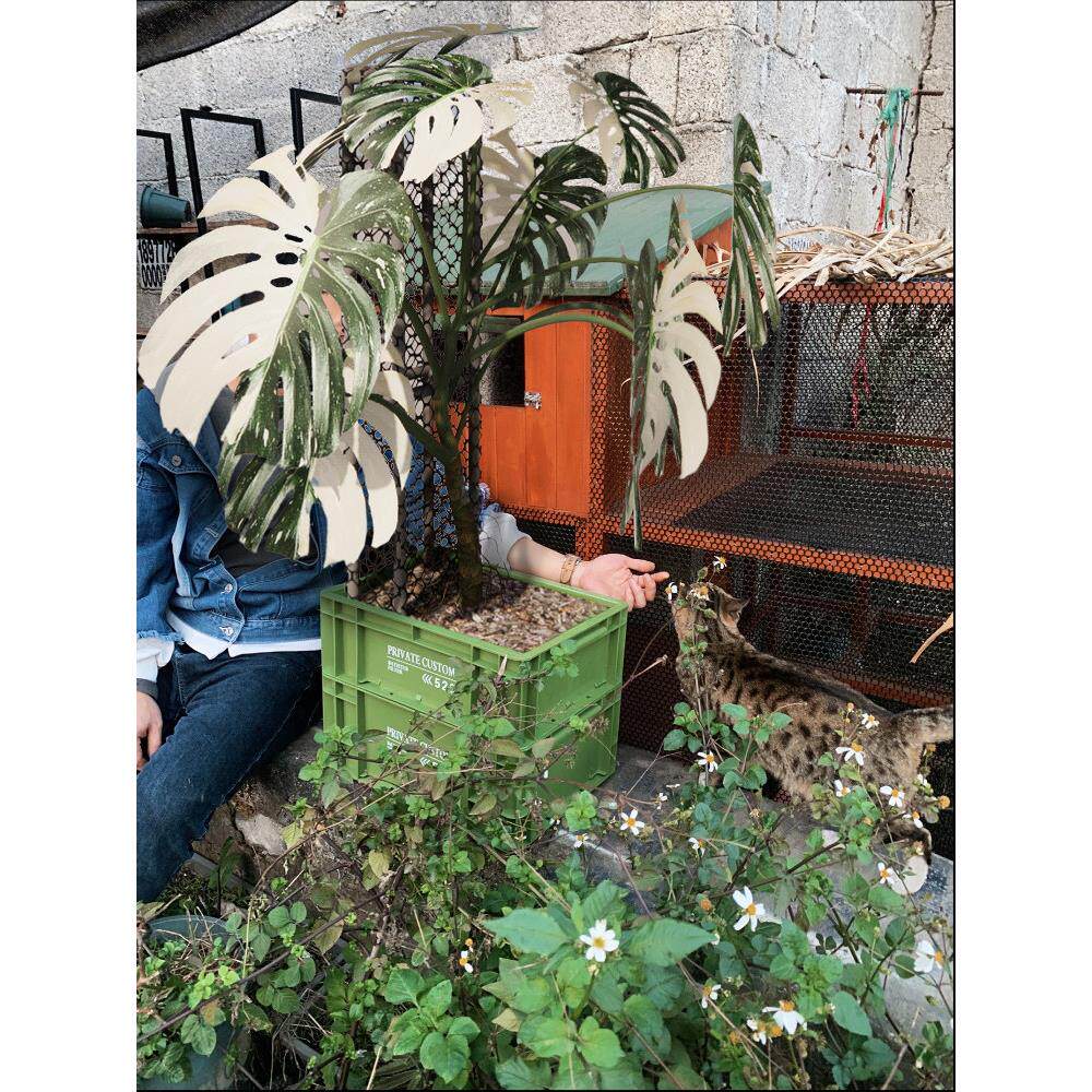 工业风格热种植花盆在高望和大容量移动花怪物攀爬框架花盆