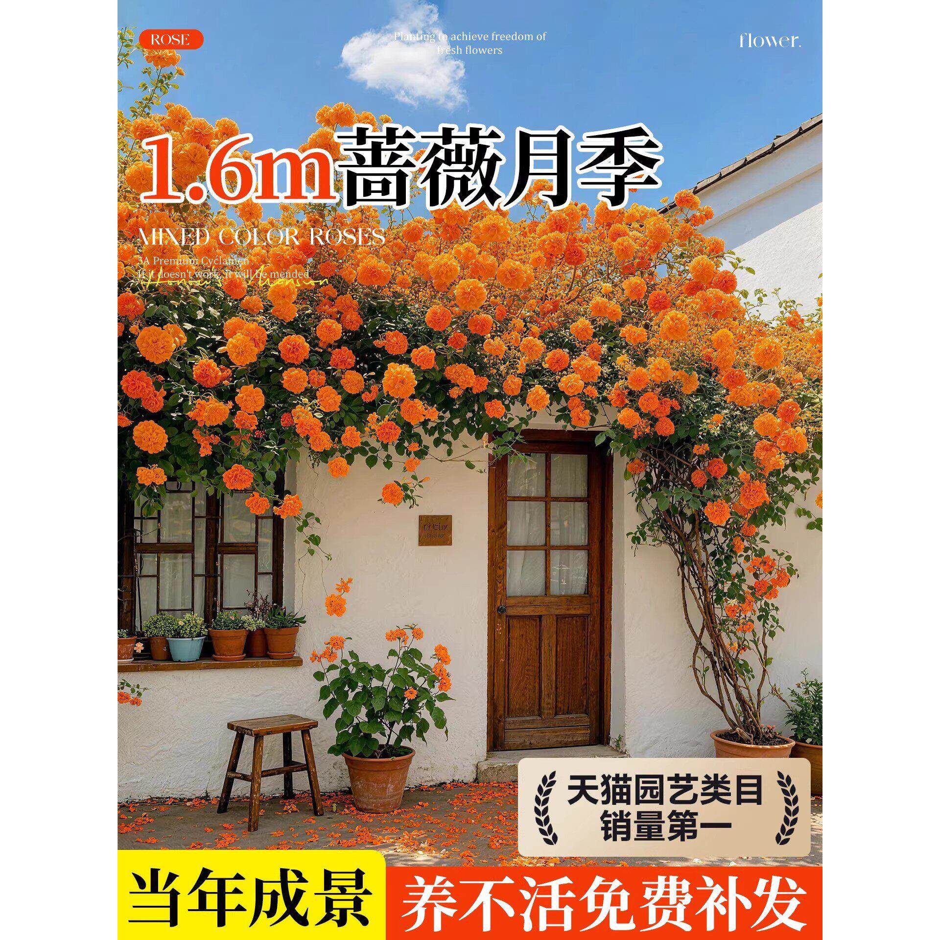 蔷薇花苗藤本月季花树大苗庭院爬藤植物阳台花卉爬墙玫瑰耐寒盆栽