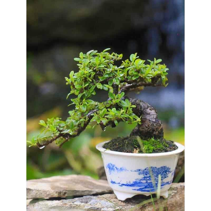 白紫檀荀子白花苏梨木微盆景小品开花挂果矮霸客厅桌面微景观直销