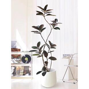 黑金刚橡皮树大盆栽客厅绿植网红造型老桩好养办公室内大型植物