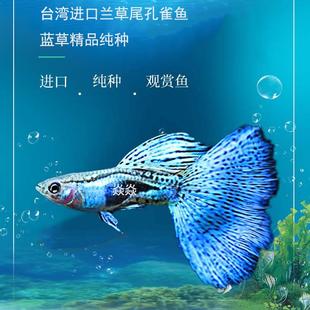 孔雀鱼精品稀有兰草尾蓝草缎带大C淡水凤尾鱼小型热带观赏鱼热销