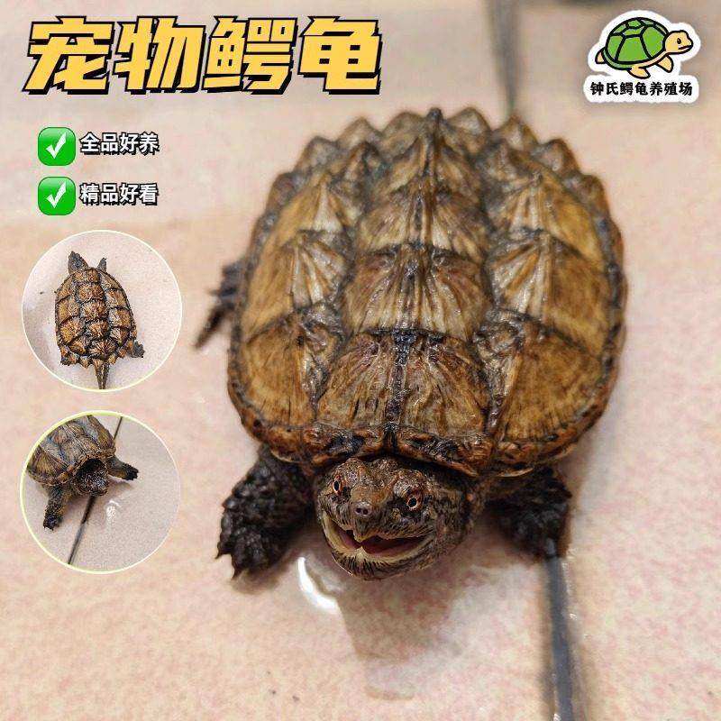 【顺丰】外池冷水养殖杂佛精品小鳄龟 活物精品杂佛鳄龟宿舍宠物,宠物/宠物食品及用品,龟/鳖,淘宝优惠券,粉丝福利购,淘宝优惠卷