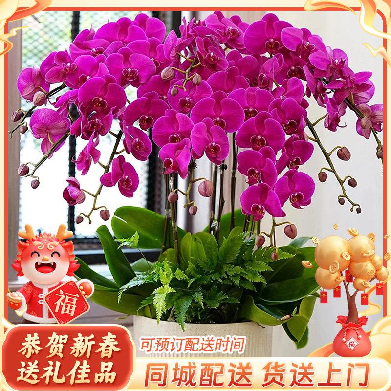 蝴蝶兰盆栽带花年宵花大花蕙兰鲜花速递同城广州上海深圳北京配送