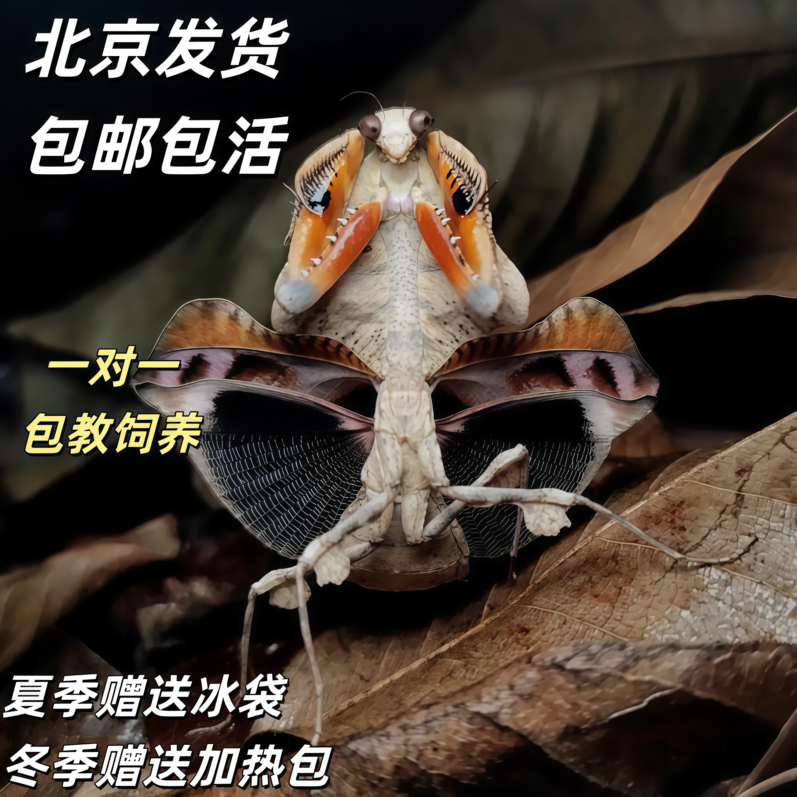 菱背枯叶螳螂观赏螳螂活体活物宠物桌面儿童生日礼物观赏昆虫