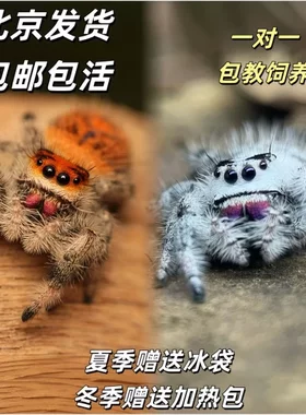 跳蛛蜘蛛宠物成体灰佛橙佛跳蛛微距摄影礼物桌面小宠物桌面宠物