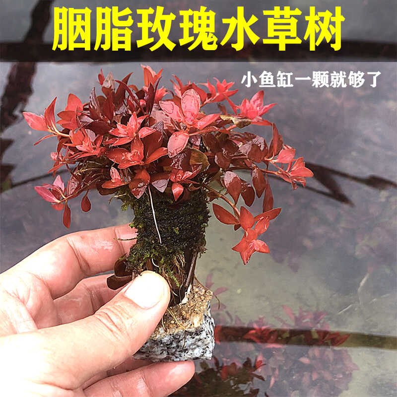 热销胭脂水草树红色水草鱼缸沉木造景新品小缸造景水草成品