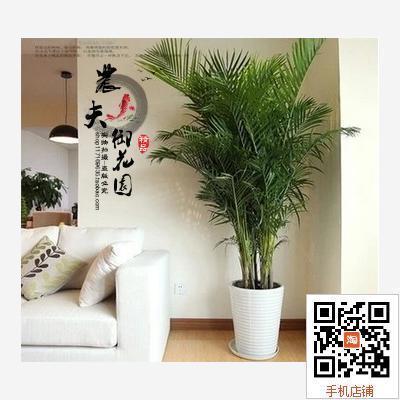 室内花卉室内植物绿植 夏威夷竹子凤尾竹散尾葵 室内大型满包邮