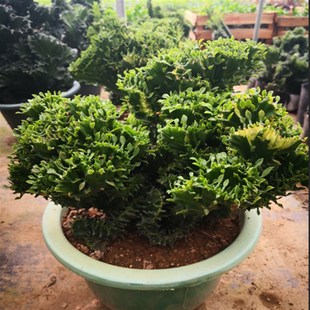 玉麒麟盆栽金麒麟 帝国绿植花卉 彩春风 多肉植物常常青植物包邮