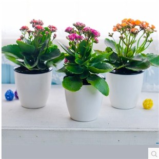 长寿花圣诞伽蓝菜室内花草植物 盆栽四季花卉室内盆栽绿植包邮