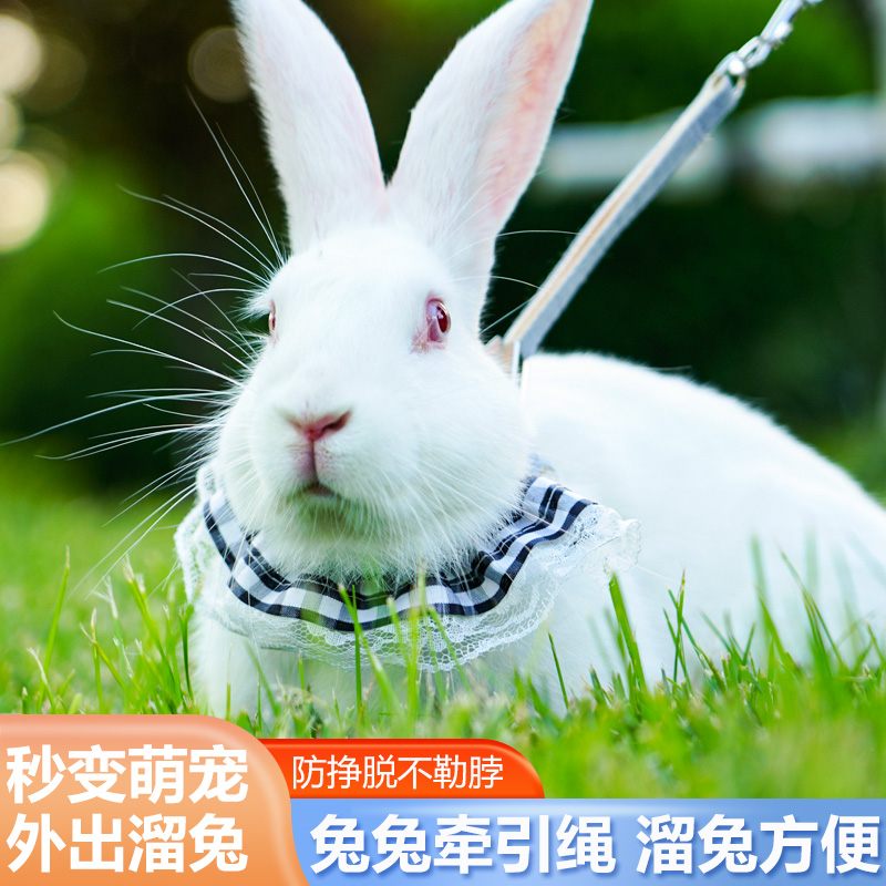 兔子牵引绳兔绳防挣脱兔链子可调节兔绳子遛兔绳栓遛兔兔绳子神器