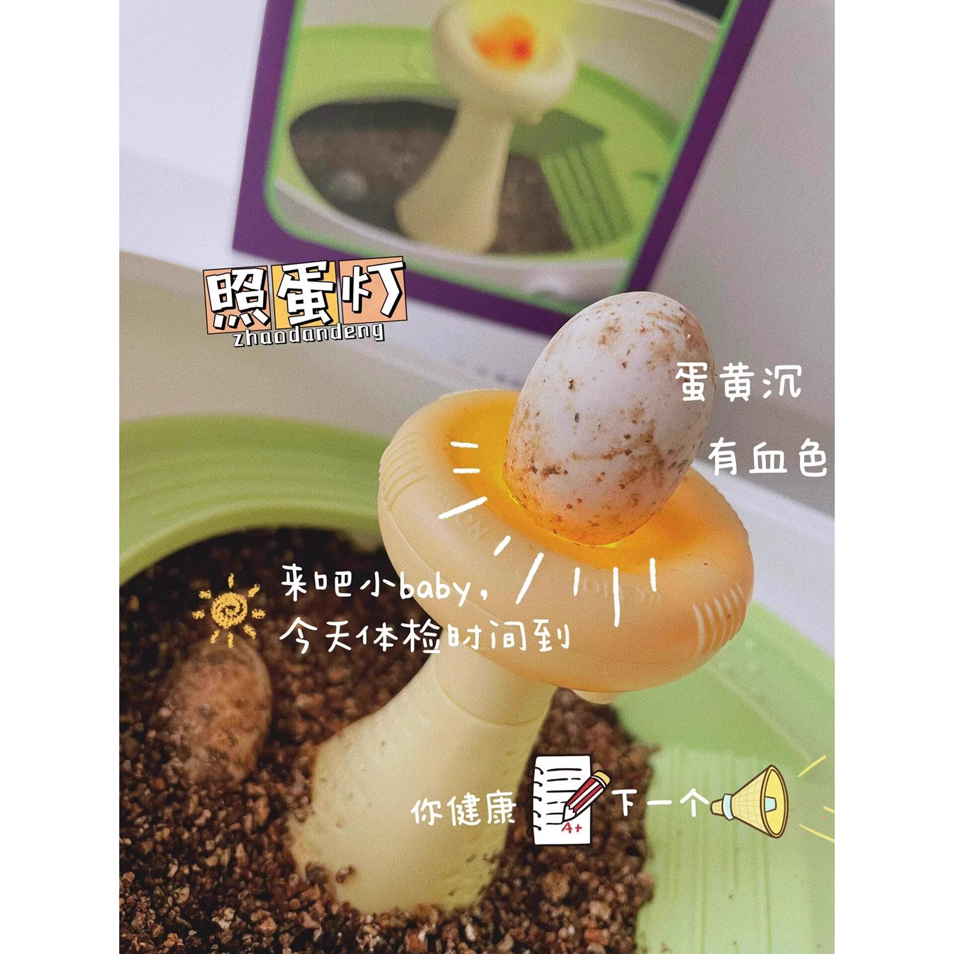 乌龟蛋可孵化舱成长家养小乌龟专用缸饲养盒爬梯活物儿童观察礼物
