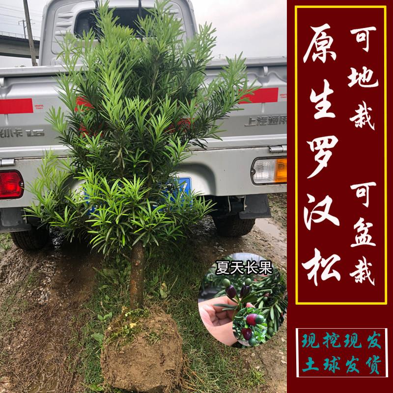 罗汉松盆栽树苗阳台庭院绿化矮桩罗汉松树苗造型盆景老桩大树抗寒