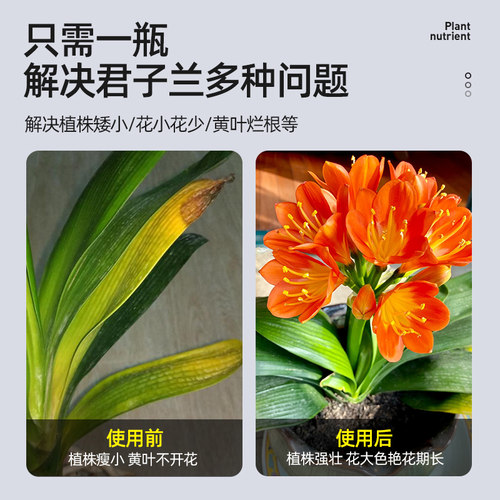 极速君子兰肥料专用肥营养液治黄叶治不开花花肥家用盆栽通用开花