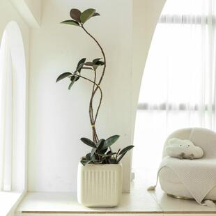 黑金刚造型橡皮树大盆栽绿植客厅办公室大型室内四季好养落地老桩