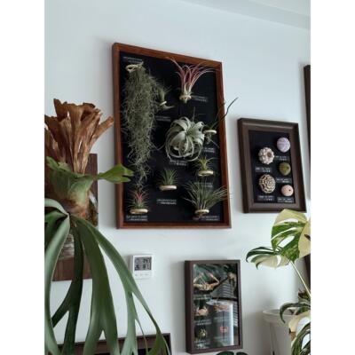 空气凤梨相框装饰画，客订尺寸大小不一，定制同款。