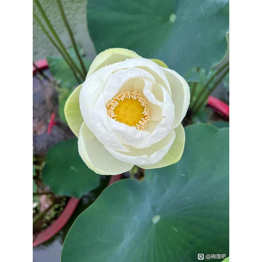 【无尘】碗莲乌托邦-中大型水生阳台庭院盆栽观赏荷花种藕cqu1021