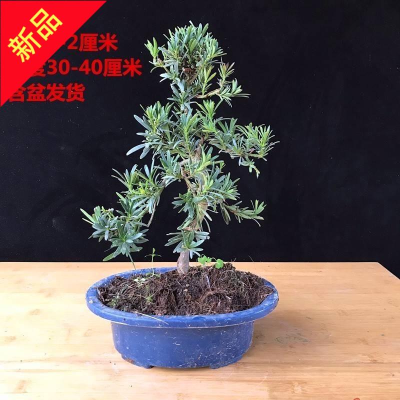 黑松盆景真松树造型树苗迎客松