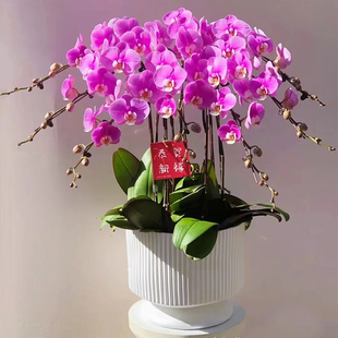 极速蝴蝶兰大花蕙兰杜鹃盆栽年宵花花卉天津上海北京鲜花快递同城
