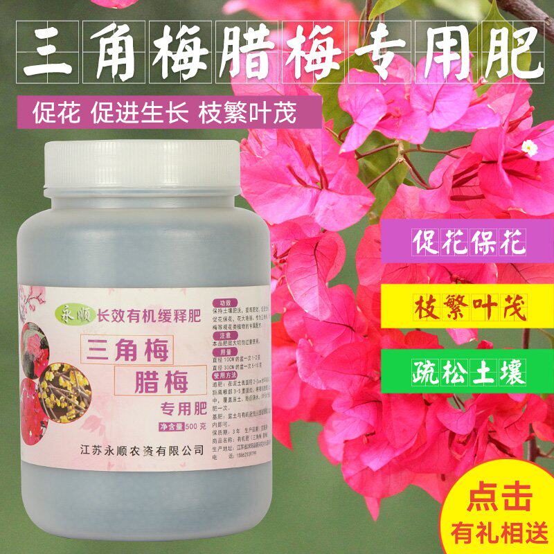 极速龙沙宝石耐寒金丝雀欧月梅花树花肥料切花三角梅腊梅树状