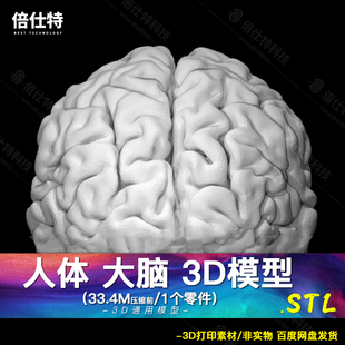 人体生物器官 大脑 3D模型Brain端脑间脑3D打印图纸手办ZB模型STL