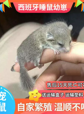 西班牙睡鼠幼崽活体好养小宠物