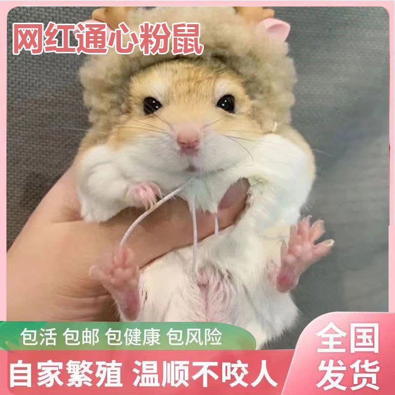 网红通心粉鼠萌宠活物送笼子幼崽北非肥沙鼠宿舍小宠物鼠包活家养