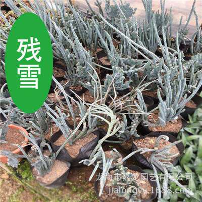 残雪植物大戟科缀化庭院别墅室外热带沙漠景观温室沙生大型植物