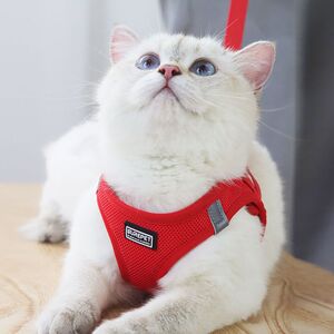 防挣脱猫咪牵引绳外出专用小型犬泰迪比熊遛狗绳胸背带狗链子猫绳