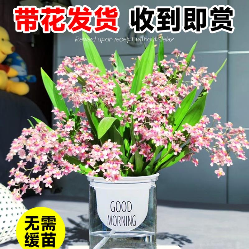 香水文心兰水培带花苞绿植盆栽办公室秋冬植物室内好养四季开花卉