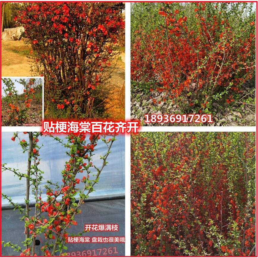 庭院花卉 铁杆海棠 海棠 贴梗海棠树苗 盆栽长寿冠 量大从优