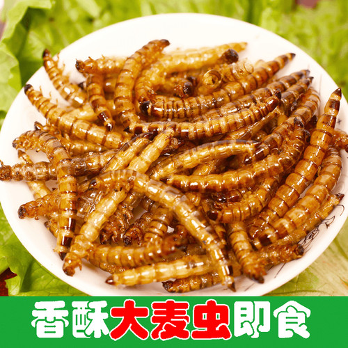 大麦虫即食香辣油炸新鲜现做黄金虫面包虫大麦虫昆虫河南虫子美食