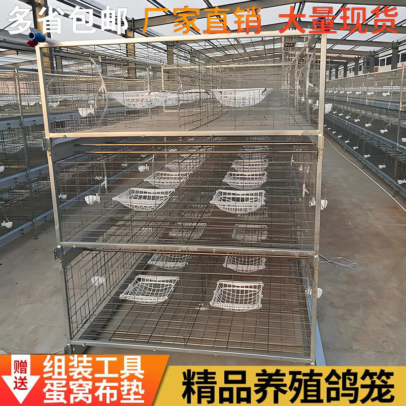 鸽笼12位养殖加粗镀锌防锈12对鸽子笼白鸽笼肉鸽子笼种鸽育种