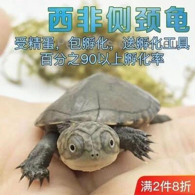 西非龟蛋西非龟热沼侧VOA门颈泽龟孵趣化有的小龟